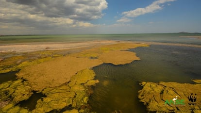 Algae covering parts of the Mar Menor.