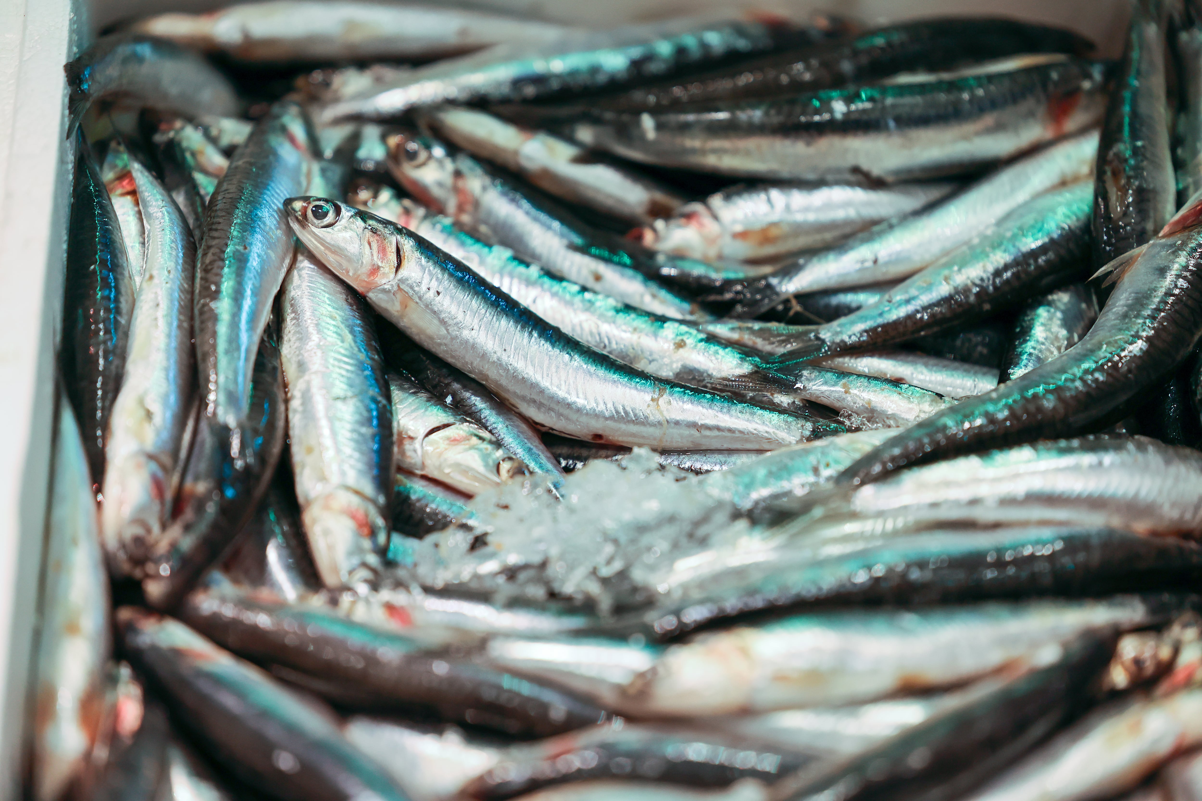 Boquerón fresco en la pescadería Lucas.