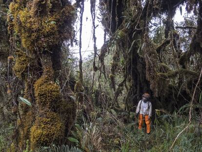 El aventurero que encontró un tesoro en las montañas de Los Andes