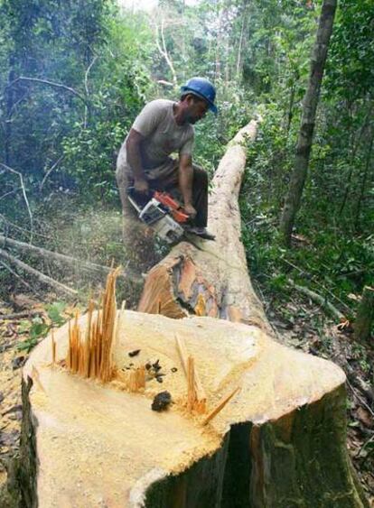 Alfilênio Gomes corta un árbol con una sierra mecánica en una explotación ilegal de madera en Arame.