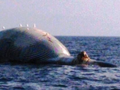 La balena morta, en avançat estat de descomposició.
