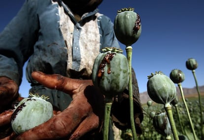 Un agricultor afgano cosecha el opio en una plantación de amapolas en la provincia de Farah, en una imagen tomada en mayo de 2009. El opio es la principal fuente de financiación de los señores de la guerra que alimentan el conflicto en el país desde hace décadas.