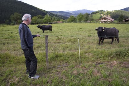 Bittor Arginzoniz, junto a las búfalas italianas que pastan junto a su caserío. El cocinero elabora 'mozzarella' en su restaurante.