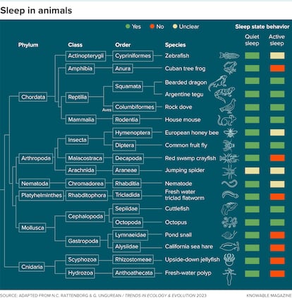 Researchers are finding different phases of sleep in more and more creatures across the animal kingdom. 