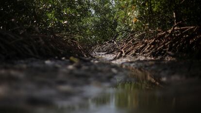 Un bosque de manglar en Mangue Seco, en el Estado de Maranhão, Brasil.