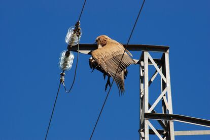 Un buitre leonado electrocutado en un tendido eléctrico.