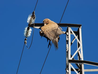 Un buitre leonado electrocutado en un tendido eléctrico.