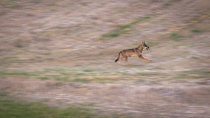 Un lobo corre en Tierra de Campos, en Castilla y León.