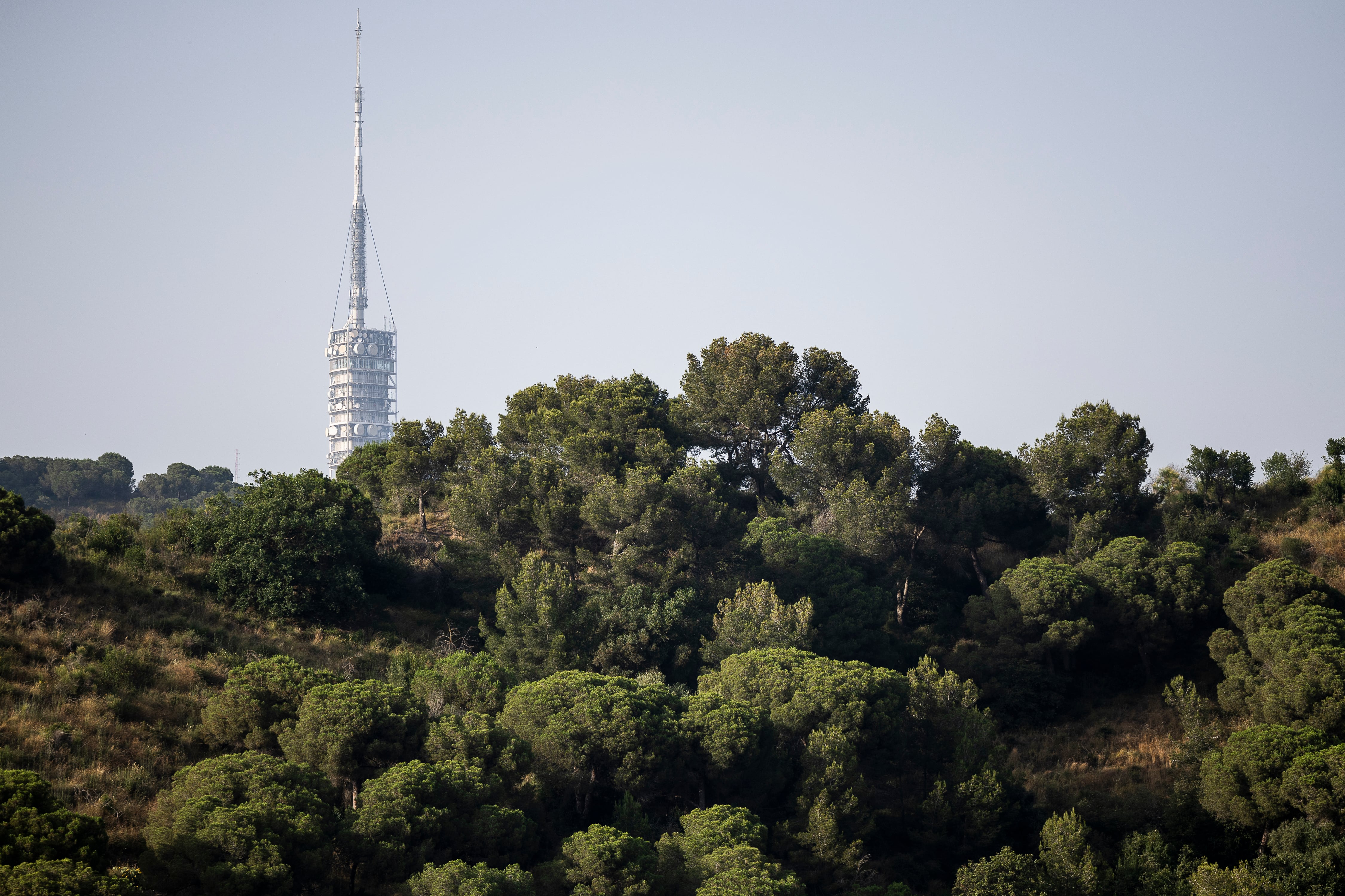 El parque natural de Collserola, con la torre de telecomunicaciones de fondo. 