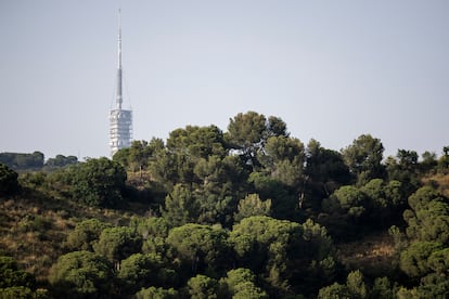 El parque natural de Collserola, con la torre de telecomunicaciones de fondo.