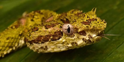 Una venenosa víbora de pestañas (Bothriechis schlegelii) utiliza su lengua para oler los alrededores.