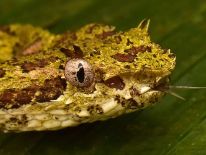 Una venenosa víbora de pestañas (Bothriechis schlegelii) utiliza su lengua para oler los alrededores.