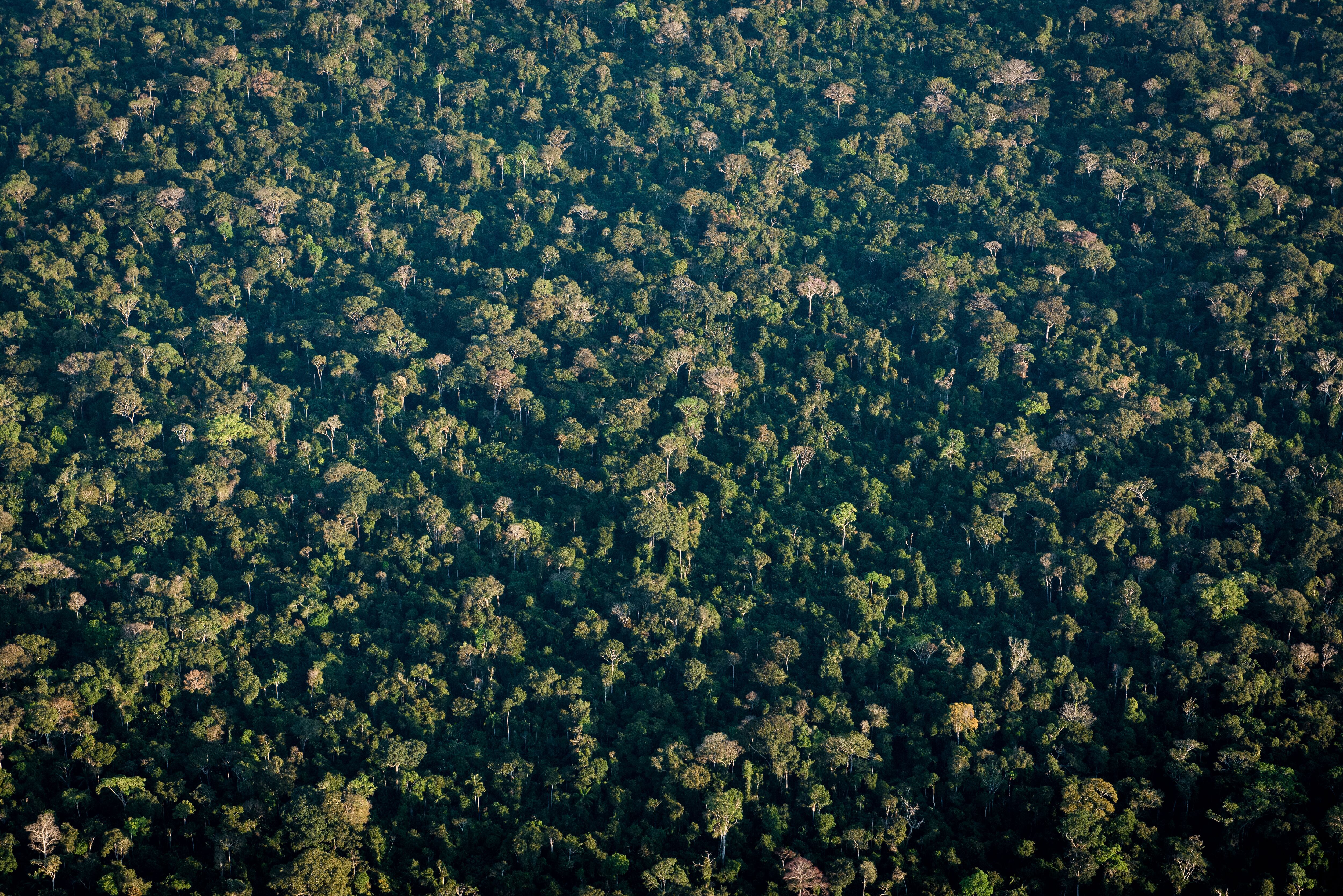 Figura del paisaje boscoso de la Amazonia.