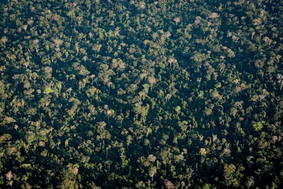 The forested landscape of the Amazon.