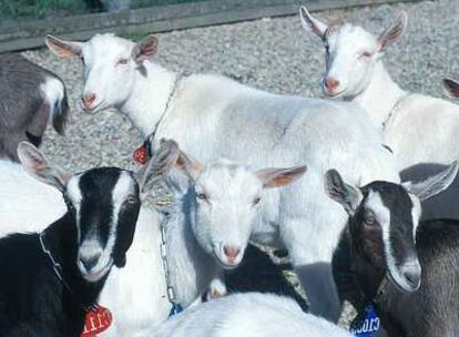 Cabras de GTC Biotherapeutics, que producen en la leche una proteína para controlar la coagulación de la sangre.