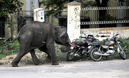 Uno de los elefantes, con dardos tranquilizantes en su lomo, embiste unas motos en Mysore. "La expansin no regulada de las tierras agrcolas y el movimiento creciente de personas y vehculos de transporte por el corredor de elefantes estn haciendo que los elefantes salvajes entren en ciudades y pueblos, en busca de alimento y refugio", ha declarado un funcionario a la agencia AFP.