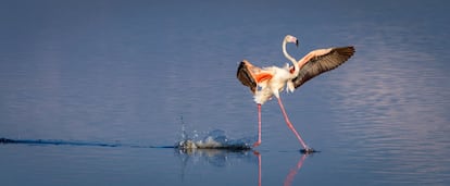 Los flamencos son comunes en los lagos de Kenia y Tanzania. La imagen de este grácil ejemplar que parece caminar ligero sobre la superficie del agua se captó en el lago Magadi, en el Serengeti (Tanzania).