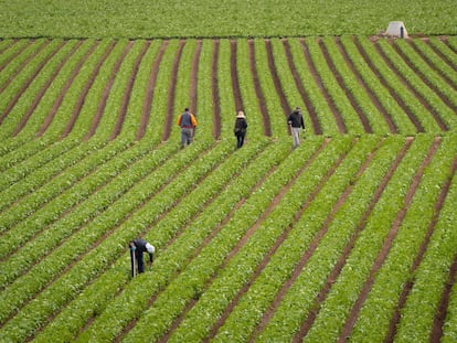 Varios trabajadores recogen lechugas en a pedanía murciana de Lobosillo el 6 de noviembre.