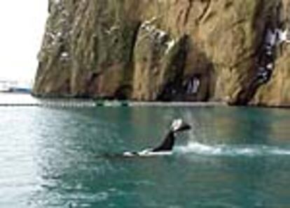La orca Keiko, nadando en la bahía de las islas Westman (Islancia) tras ser liberada al océano.