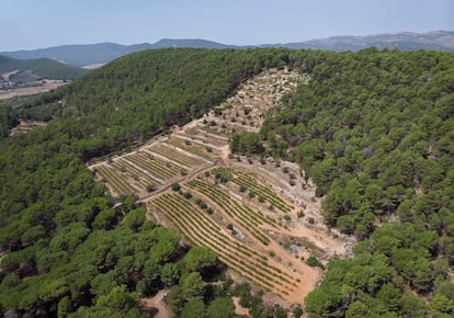 Los antiguos viñedos pueden ser recuperados y reintroducidos en paisajes afectados por el cambio climático, actuando como cortafuegos.