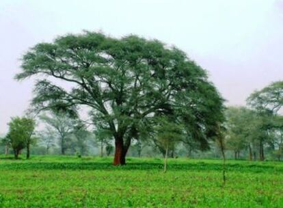 Las acacias <i>Faidherbia albida</i> se utilizan en Malaui y Zambia como árboles fertilizadores para aumentar las cosechas de maíz.