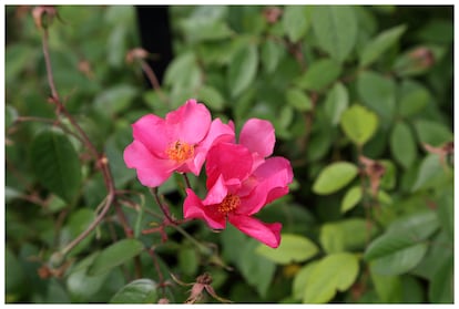 Rosa Mutabilis cambio color