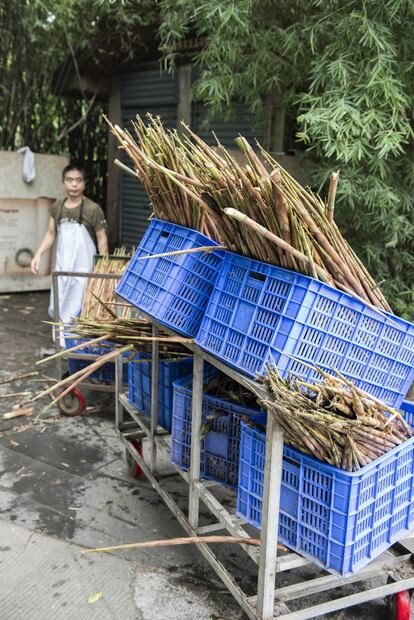 El bambú supone el 99% de la dieta del oso panda. En el Centro de Investigación y Reproducción de Chengdu se les dan solo brotes tiernos tratados para evitar enfermedades.