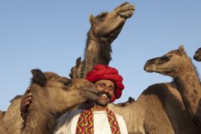 Camellos en la ciudad de Pushkar, en Rajastán (India).