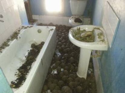 Varias tortugas amontonadas en el baño.