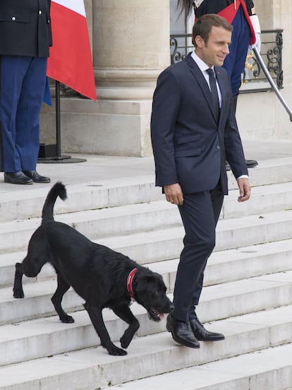 Emmanuel Macron adoptó hace dos años a 'Nemo', un labrador negro cuyo nombre homenajea a uno de los personajes de la novela 'Veinte mil leguas de viaje submarino', escrito por Julio Verne.