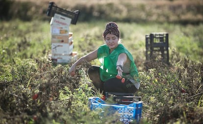 Recogida de tomates ecológicos en un campo de Viladecans.