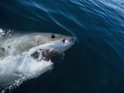 Encuentro con un gran tiburón blanco cerca de Gansbaai, en Sudáfrica.