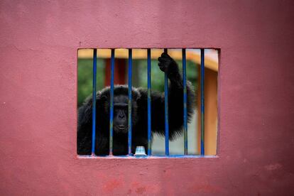 Un chimpancé en el mayor santuario de chimpancés de A. Latina, en Sorocaba (Brasil).