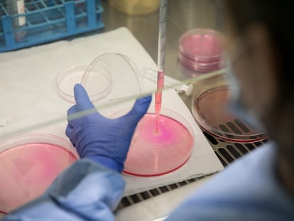 Un laboratorio de cultivo de muestras derivadas de pacientes con cáncer del Instituto de Oncología del Hospital Vall d'Hebron de Barcelona.