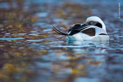 Ganador 2018. Categoría: 11 - 14 años Joven Fotógrafo del Año de Fauna Salvaje. Un pato de cola larga en la costa norte del mar de Barents, península de Varanger.