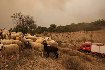 Un rebaño de cabras pasta en un campo cubierto de humo durante un incendio forestal de Alejandrópolis (Grecia), el martes.
