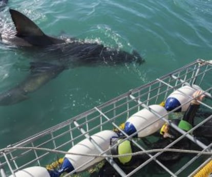 Varios turistas en una inmersión con jaula junto a un tiburón en la costa de Ganbaai, en Sudáfrica.