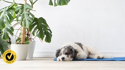 Probamos las mejores camas refrescantes para perros. GETTY IMAGES.
