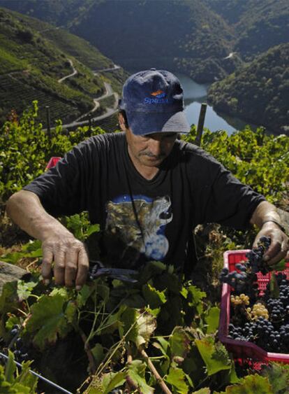 Un hombre vendimia en la Ribeira Sacra, junto al cañón del río Sil.