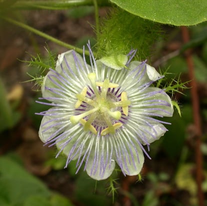 Essa planta da espécie 'Passiflora foetida' é encontrada ao longo do continente americano. Também é conhecida como maracujá silvestre e serve de alimento às larvas de algumas espécies de borboleta.