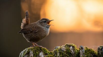 Um pássaro canta durante o pôr do sol.