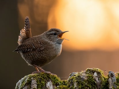 Un pájaro canta durante la puesta de sol.