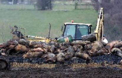 Eliminación de animales en uno de los focos de la epidemia descubiertos en el Reino Unido.