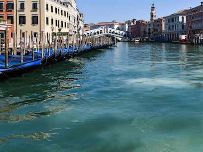 Los canales de Venecia, más limpios y con peces a causa de la cuarentena, en imágenes