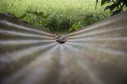 Este canal de regadío lleva agua marcada como contaminada con arsénico a un arrozal.