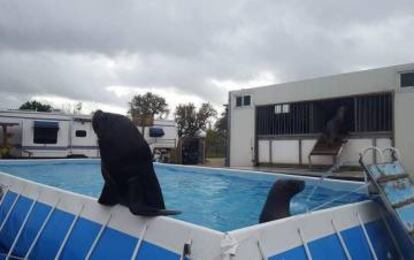 Los leones marinos, en la piscina de la que disponen en el circo.