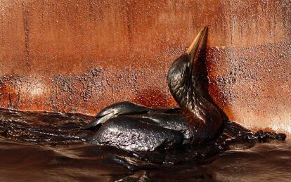 Un ave manchada de crudo bate sus alas en el casco de un buque en aguas del golfo de México.