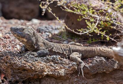 El ejemplar de lagarto gigante de El Hierro.