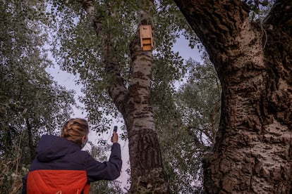 Una técnica de la empresa BRUTAL realiza mediciones de ultrasonido junto a cajas-nido de murciélagos en Coria del Río (Sevilla).