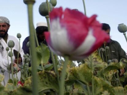 El cultivo de amapola para producir heroína se ha mantenido en algunas zonas. 